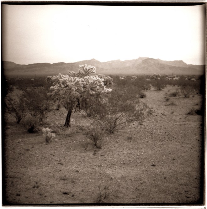 01 Cholla Organ Pipe Cactus NP Ariz