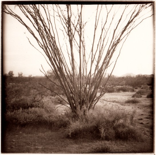 02 Ocotillo Organ Pipe Cactus NP Ariz