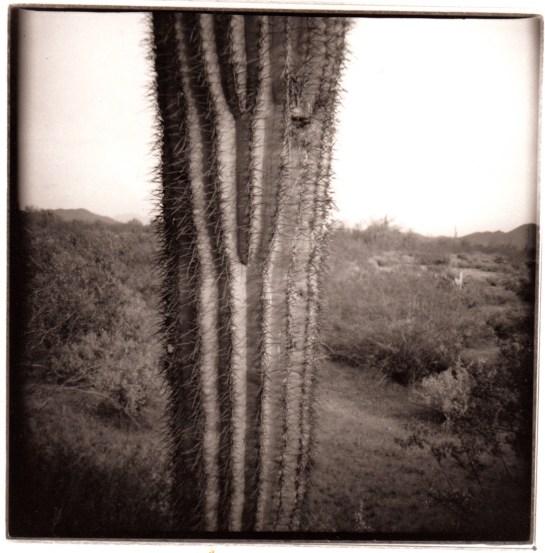 03 Organ Pipe Cactus Diana pair 3