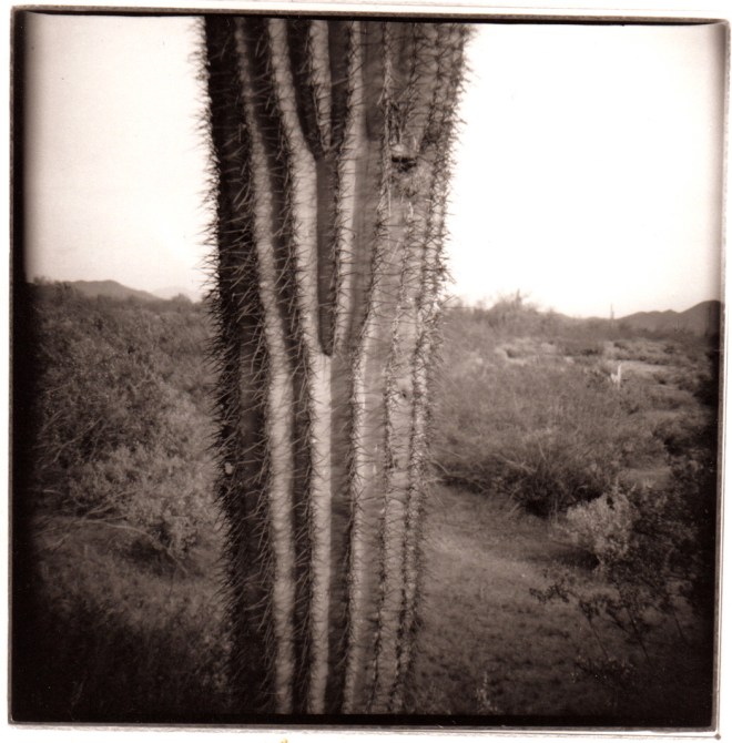03 Organ Pipe Cactus Diana pair 3