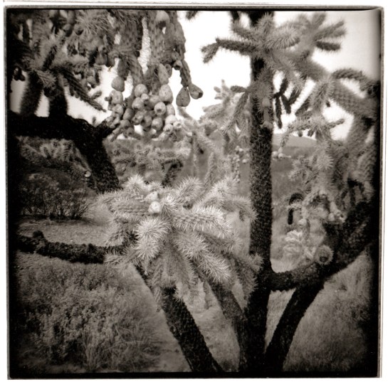 04 Cholla close Organ Pipe Cactus NP Ariz