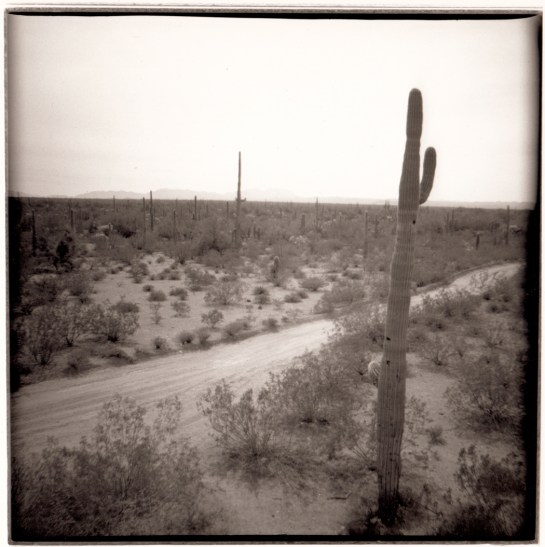 06 Saguaro Organ Pipe Cactus NP Ariz