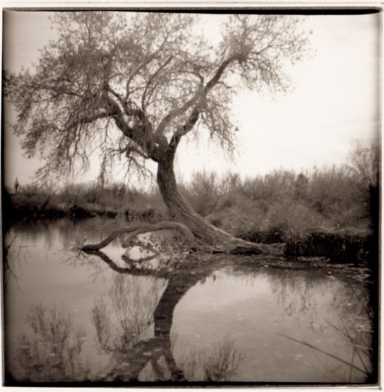 07 Pond Organ Pipe Cactus NP Ariz