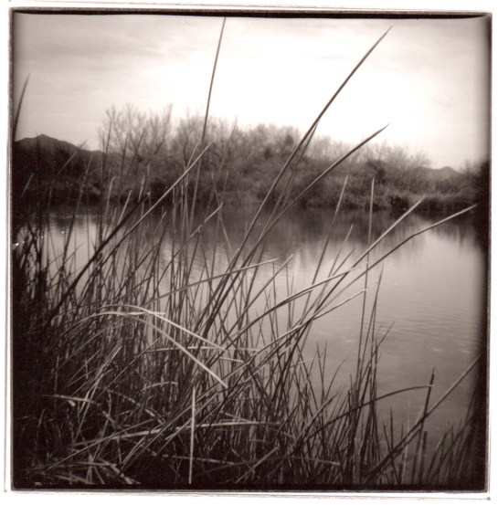 16 Organ Pipe Cactus Diana pair 4
