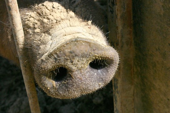 hog snout