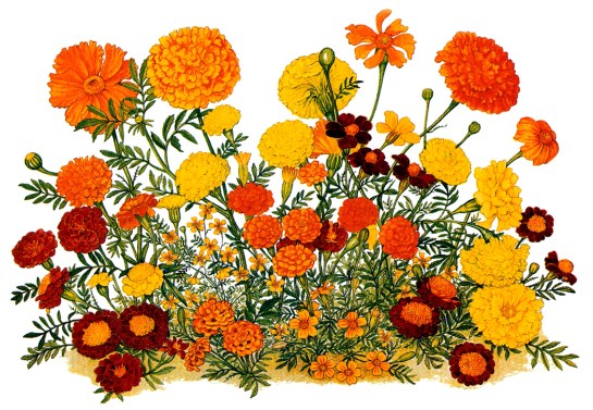 marigolds