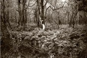 atchafalaya thicket