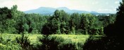 Greylock Mt from Melville home Mass