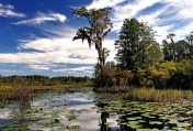 Okefenokee