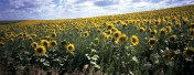 Sunflowers Zap North Dakota
