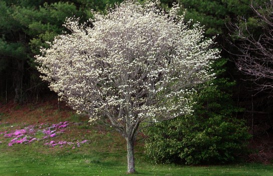 SPRING flowering tree