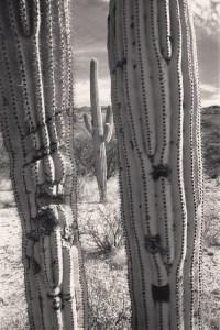 Saguaro NP Ariz