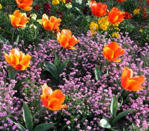 tulips