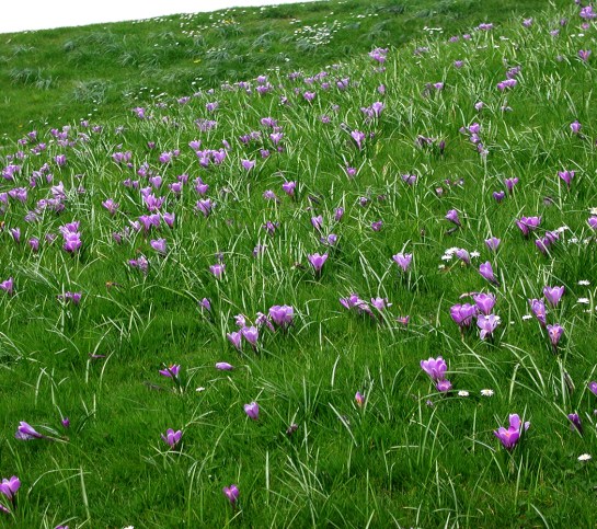 vincennes mille fleur