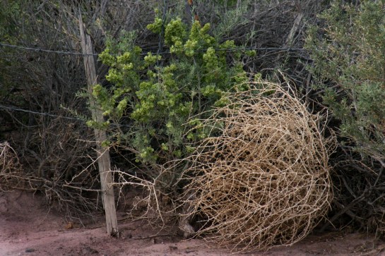 Along old 66 Tumbleweed