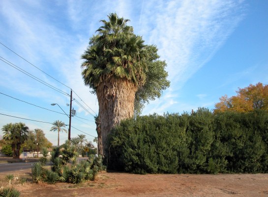 Phoenix washingtonia