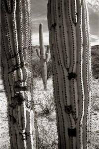 Saguaros Tucson