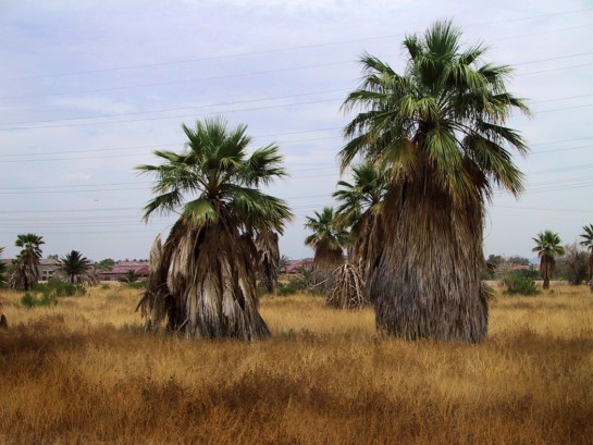 Washingtonias gone to beard