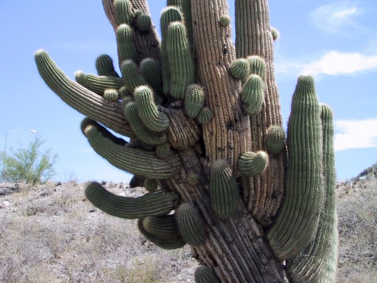 Crazy cactus