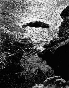 weston china cove pointlobos