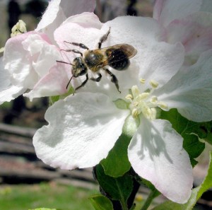 bee blossom
