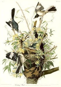 Audubon's Mockingbird