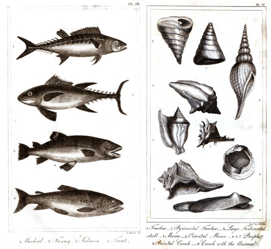 spinous and testaceous fish goldsmith