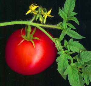 tomato