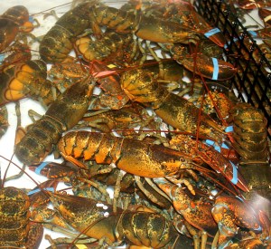 lobsters