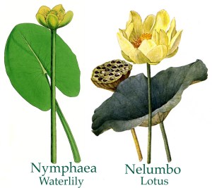 lily-lotus comparison