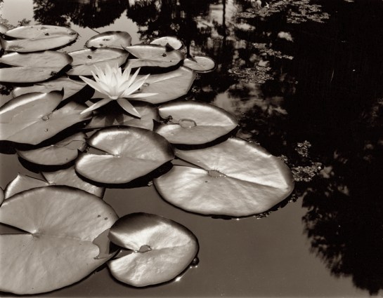 Waterlilies Brookgreen Garden, SC