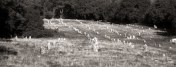 carnac-alignment